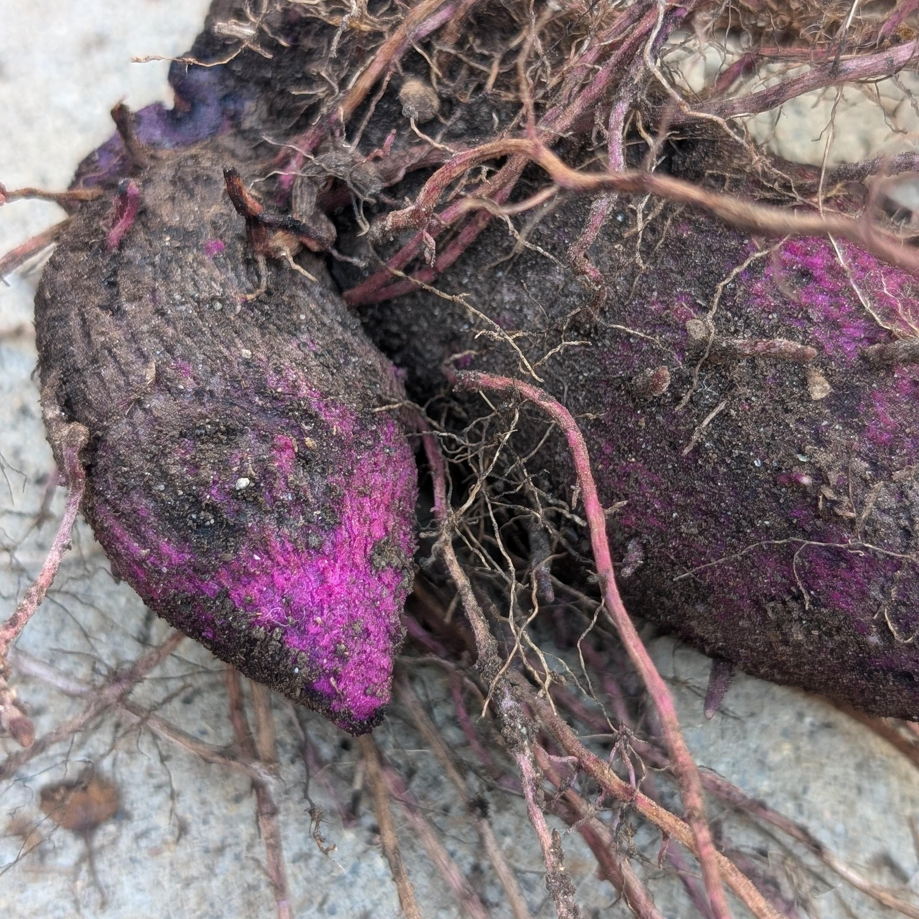 L’ube : cet aliment violet qui fascine (et pourquoi tout le monde en parle)