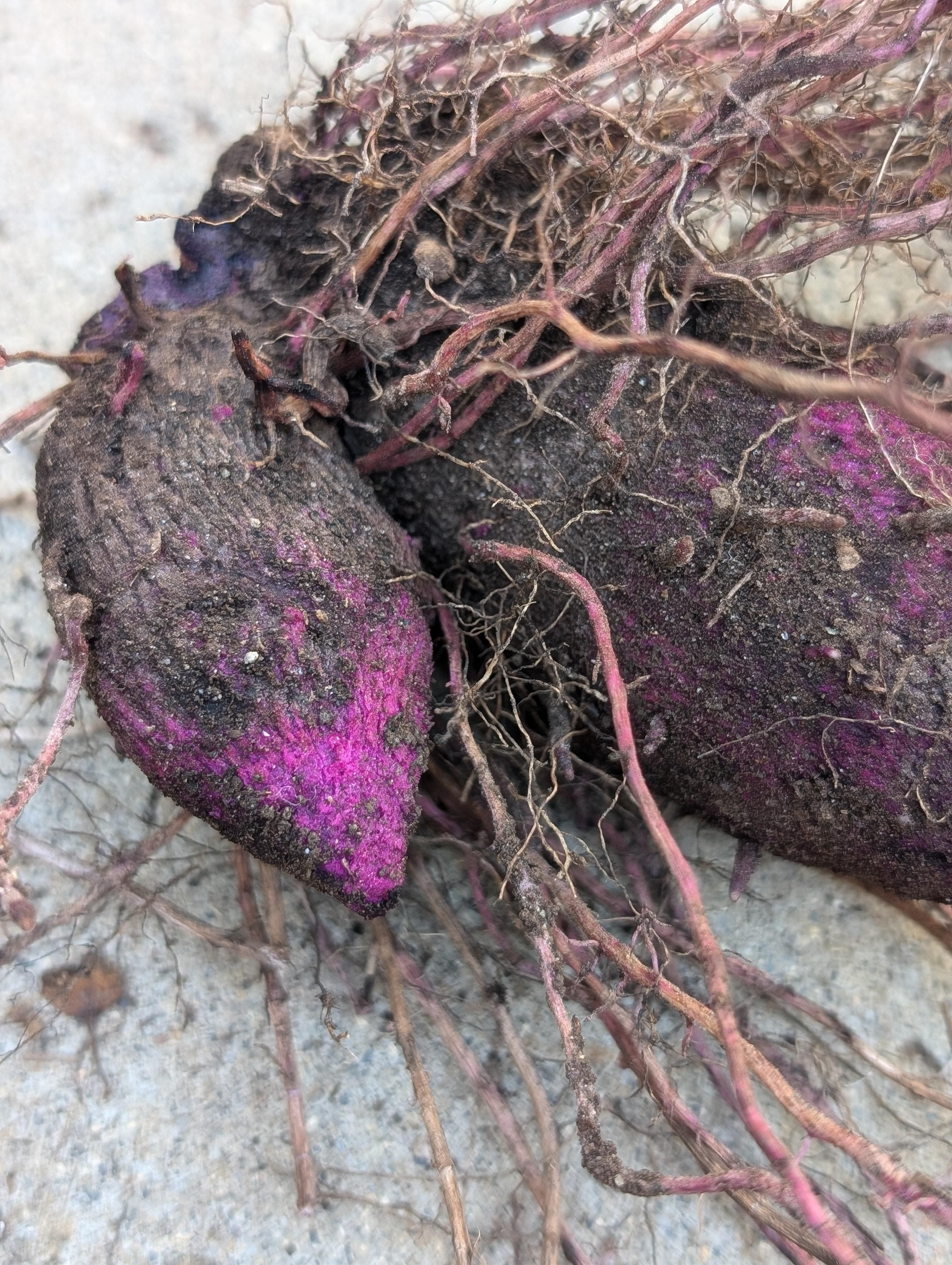 L’ube : cet aliment violet qui fascine (et pourquoi tout le monde en parle)